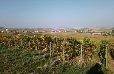 Le terroir du vignoble